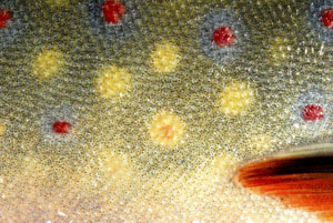 Brook Trout Reference Photos - Click Image to Close